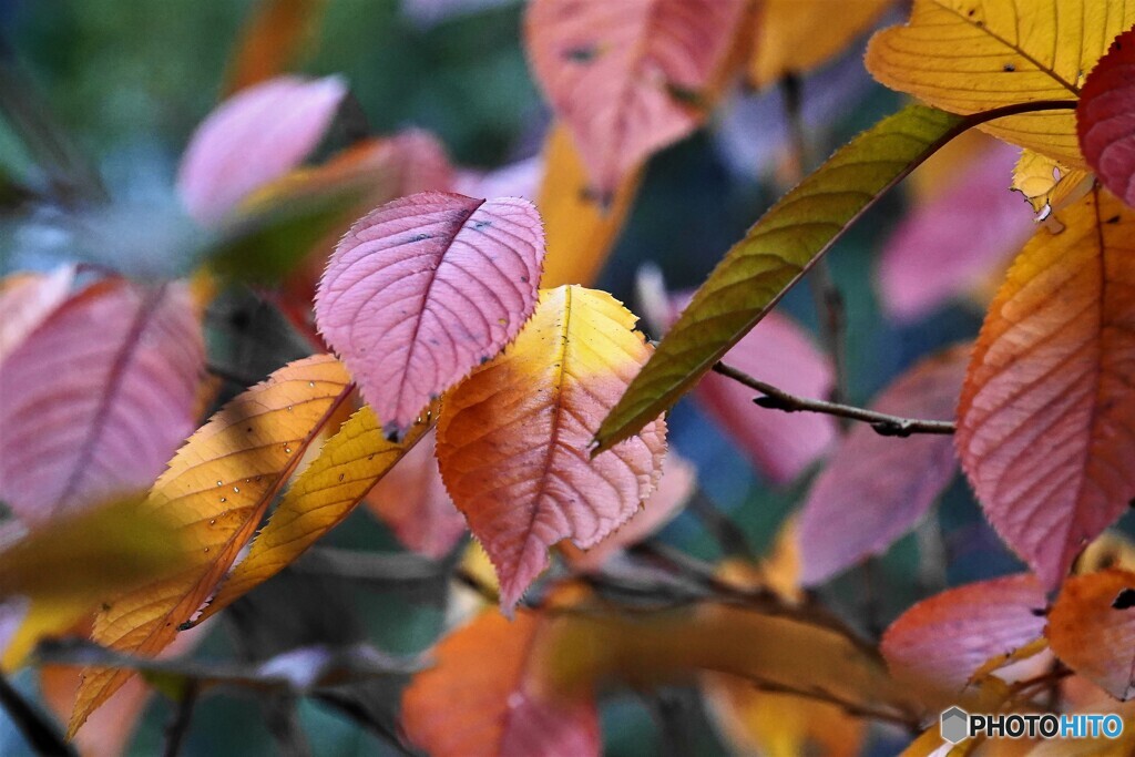 桜の紅葉～染井吉野
