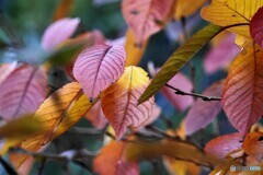 桜の紅葉～染井吉野