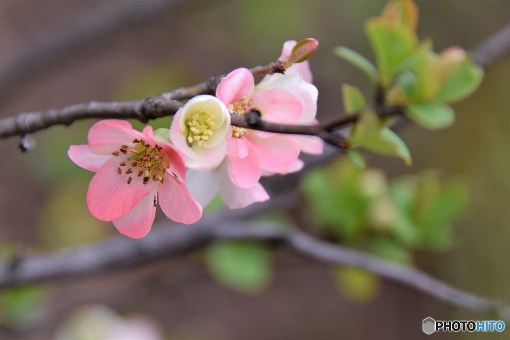 ７年前の木瓜の花～ⅱ