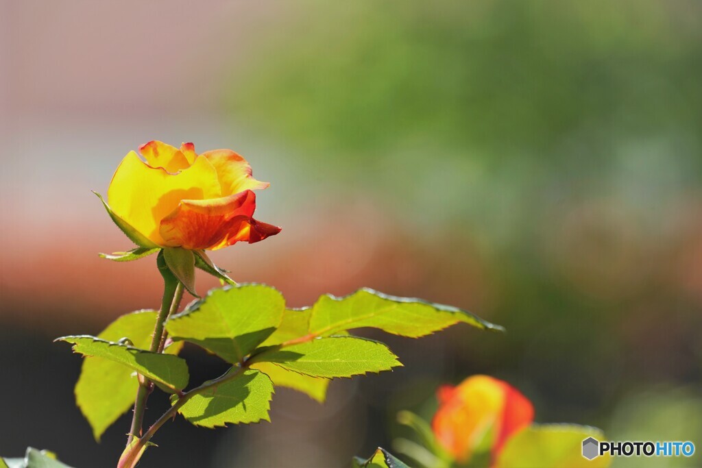 初夏に咲く～ⅲ