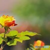 初夏に咲く～ⅲ