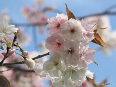 朱雀桜、化粧咲き