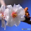 四季桜