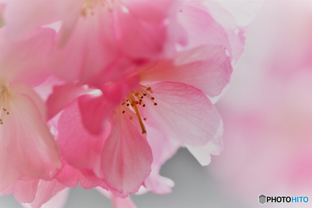 昨年の牡丹桜