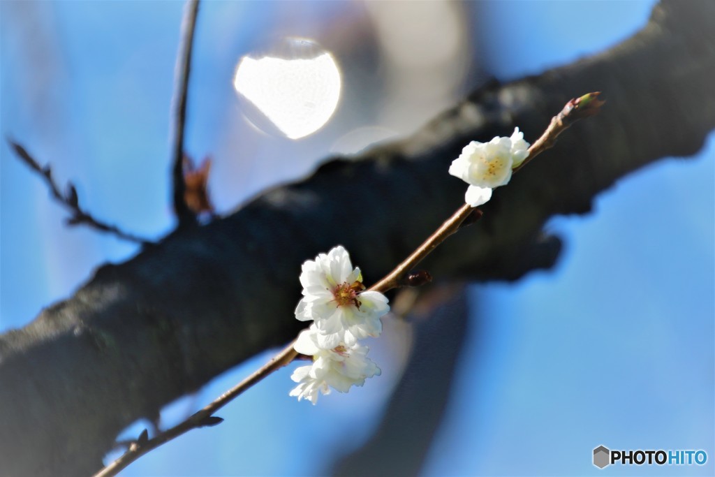 師走の桜見物～ⅰ
