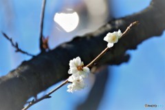 師走の桜見物～ⅰ