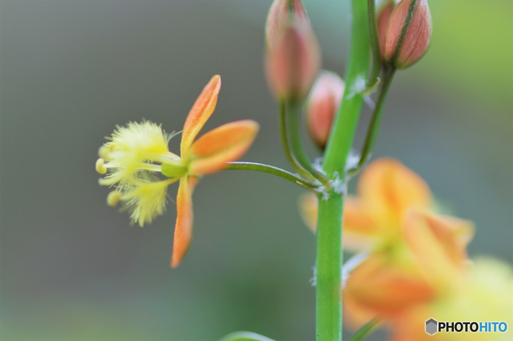 Bulbine、、、。
