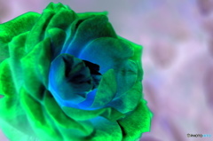 残り薔薇ー２