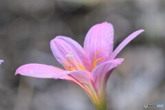 Rain lily