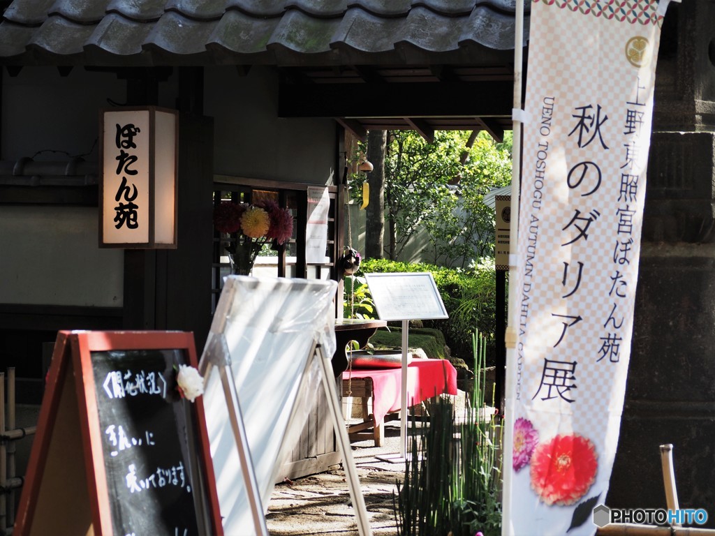 秋のダリア展