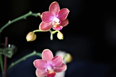 Phalaenopsis