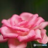 公園で見た秋薔薇
