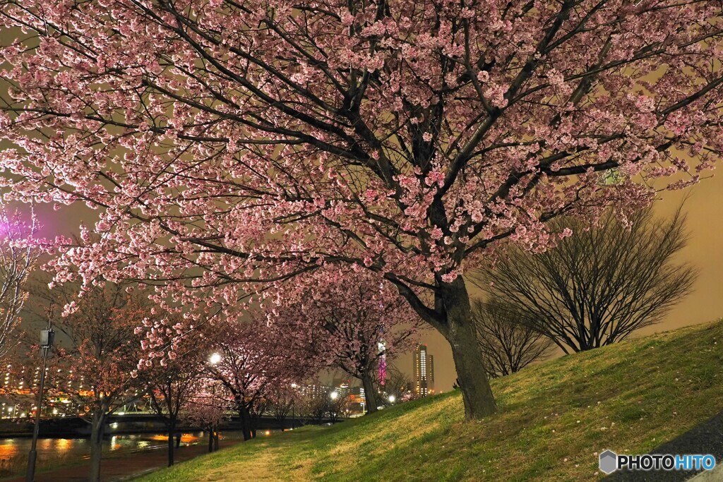 オオカン夜桜～ⅶ