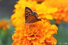 紅の華３態～ⅰ