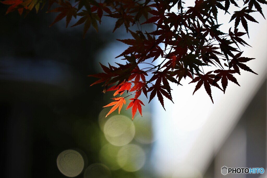 紅一点