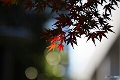 紅一点