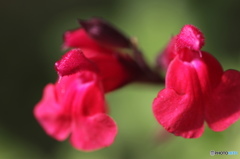 神無月花ー17