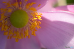 神無月花ー22