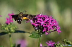 ホウジャクの舞－３