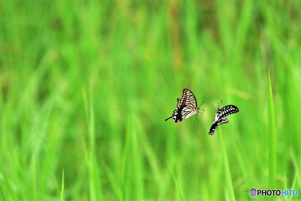 草むらでの告白～①
