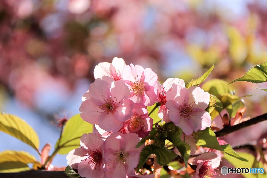 今年の汐入河津桜～ⅱ