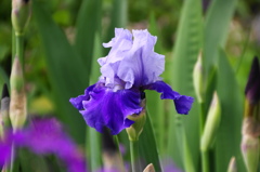 菖蒲ー５