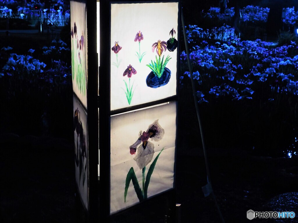 夜の菖蒲園～ⅱ