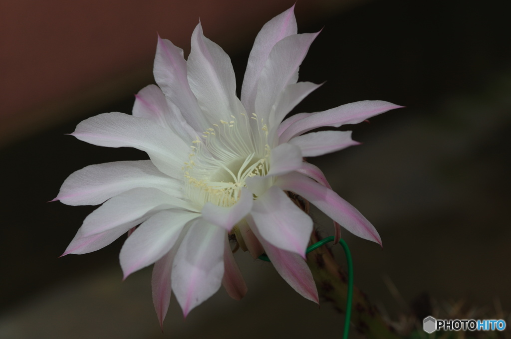 文月花ー31