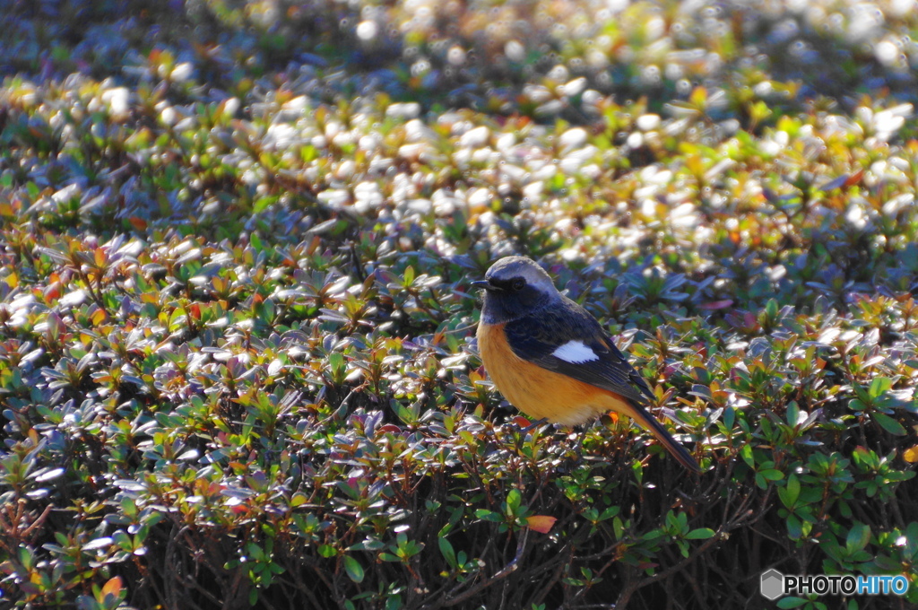 街中の鳥たちー２