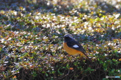 街中の鳥たちー２