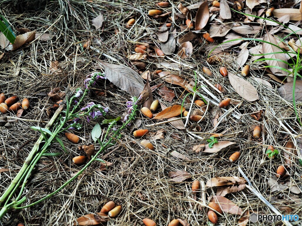 秋の公園