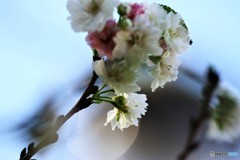 冬に咲く～①