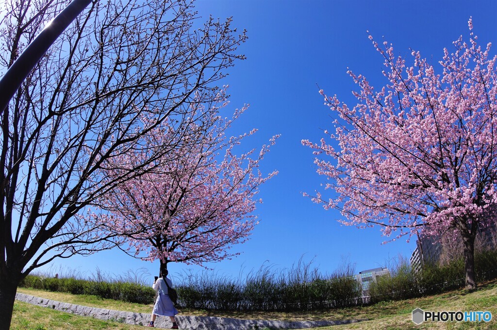 春のうららの隅田川～ⅳ