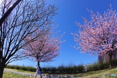 春のうららの隅田川～ⅳ