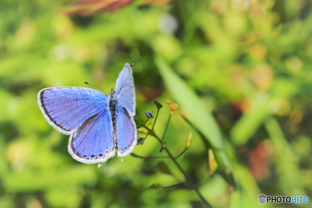 春からの使者、、、ⅱ