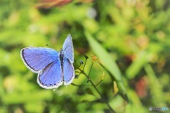 春からの使者、、、ⅱ