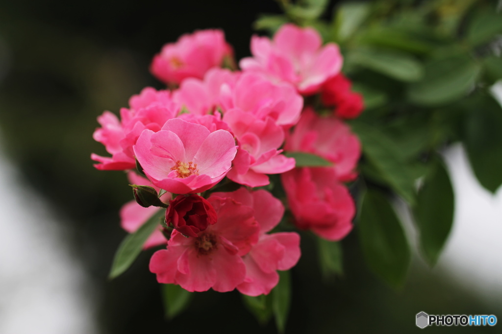 夏咲の薔薇ー２