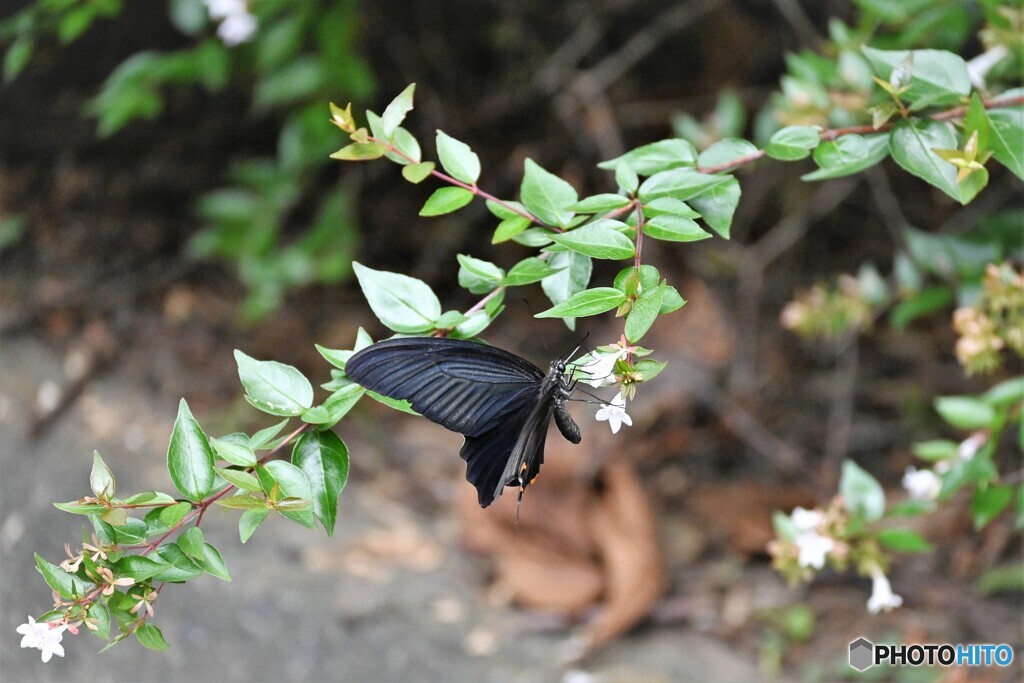 黒が舞う