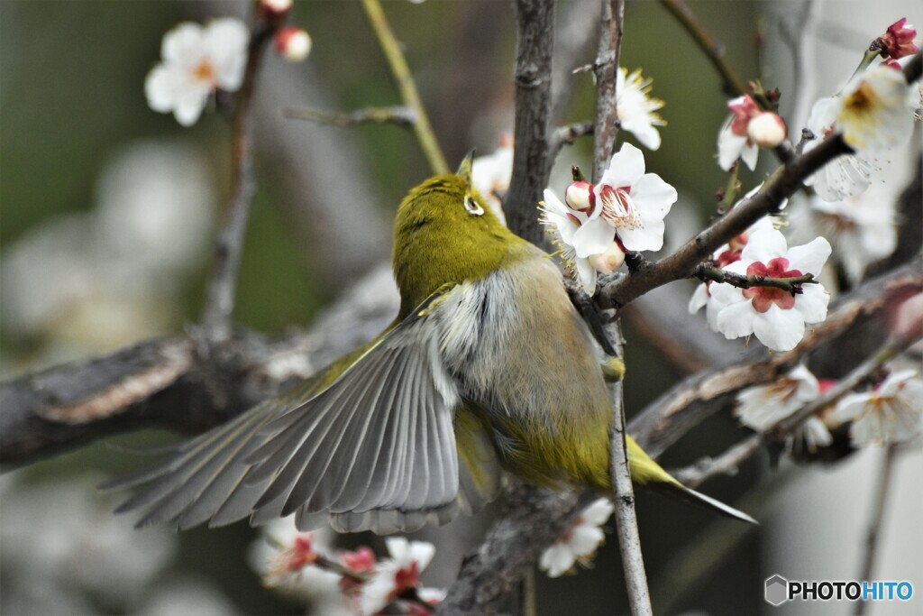 White-eye～ⅲ