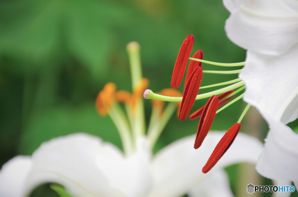百合の花３種～.①