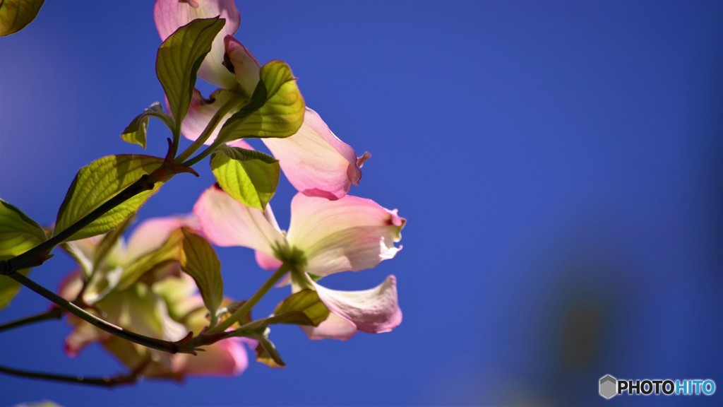 令和の年を咲こうとする花～ⅳ
