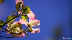 令和の年を咲こうとする花～ⅳ