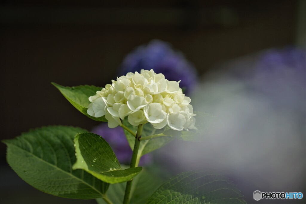 梅雨時の華～xiv