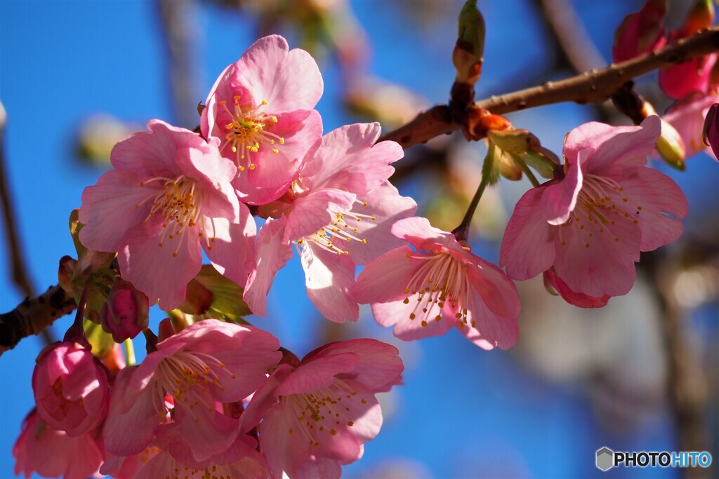 二丁目の河津桜