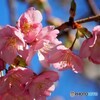 二丁目の河津桜