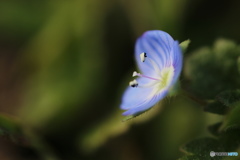 昨日出逢った小さな天使ー①