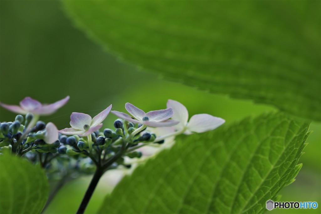 紫陽花5選～⑤