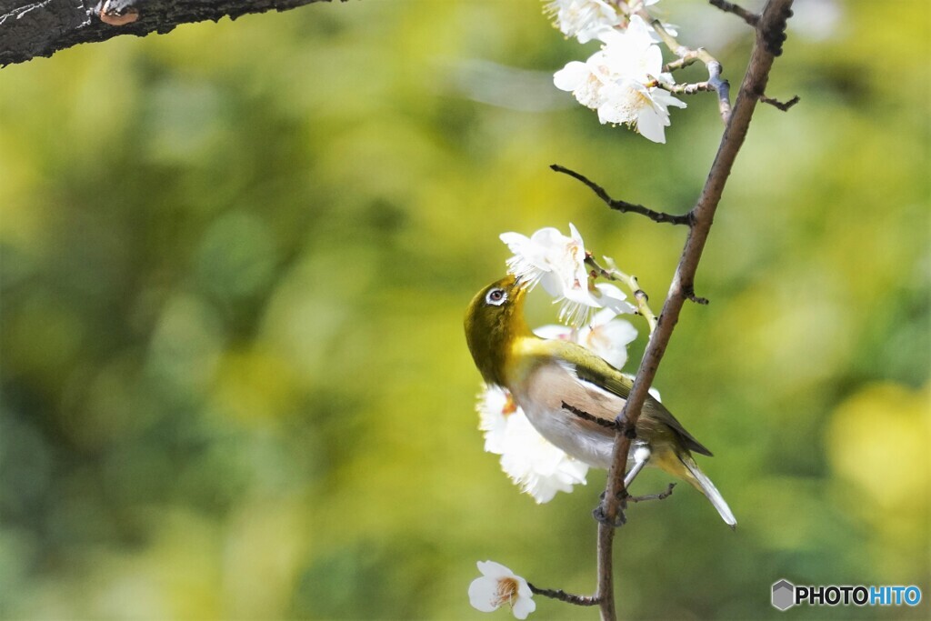 春の使者～ⅴ