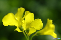 黄花の華