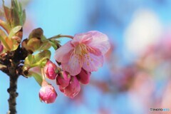 桜便り